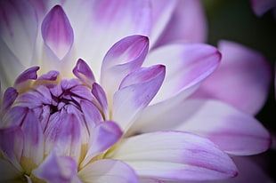 close up photography of purple and white Chrysanthemum flower, dahlia