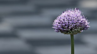 lavender in rule of thirds macro photography HD wallpaper