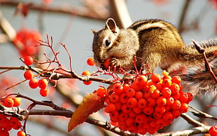 selective focus photography of squirrel eating fruits