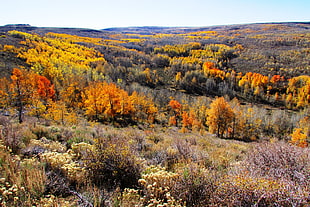 landscape of trees at autumn, steens mountain