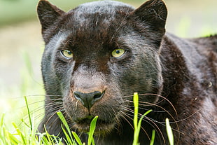 photo of black jaguar