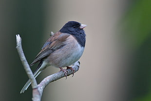 bird perching on twig close up photo, dark-eyed junco