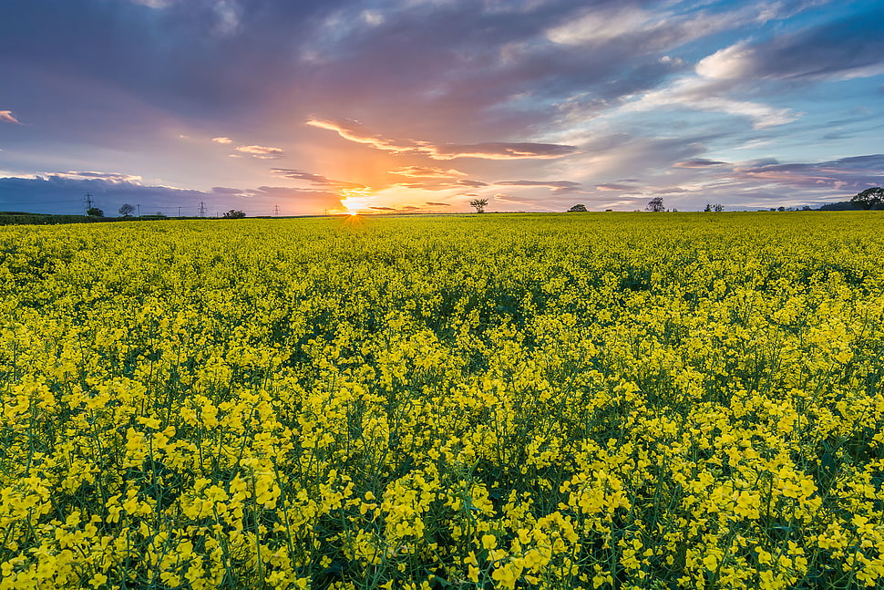 yellow rapeseed field at sunset HD wallpaper