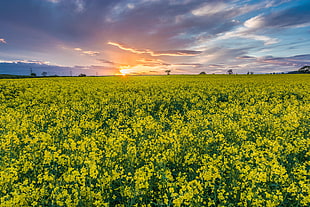 yellow rapeseed field at sunset HD wallpaper