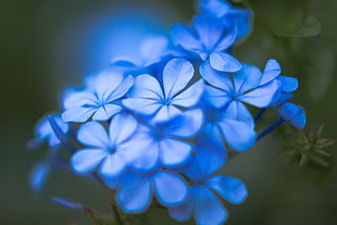 blue cluster flower close up photo