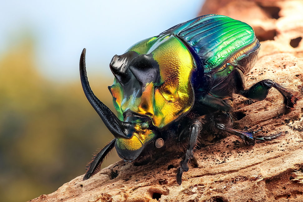 metallic rhino beetle, animals, insect, beetles, macro HD wallpaper