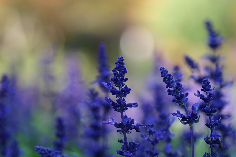 selective focus photo of lavender, lavender, purple flowers, flowers, nature HD wallpaper