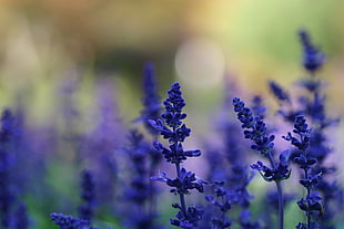 selective focus photo of lavender, lavender, purple flowers, flowers, nature