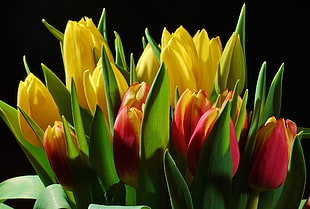 yellow and red tulip plants