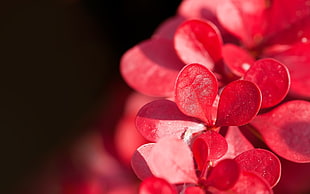 selective focus of red petaled flowers with black background