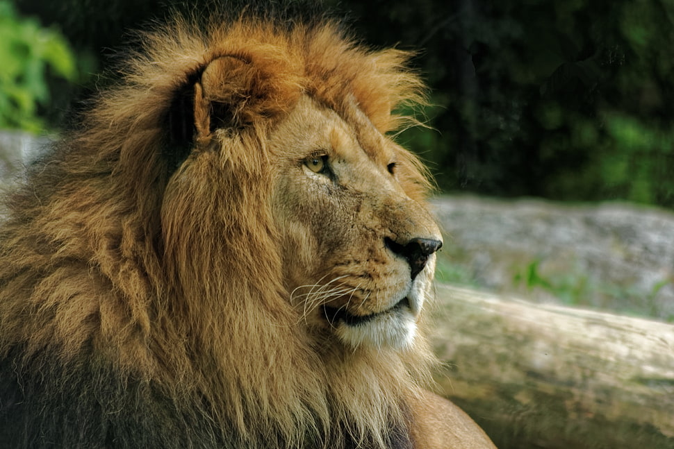 brown lion HD wallpaper