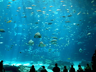 school of grey fish, fish, sea, aquarium HD wallpaper