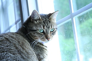 macro photography of silver tabby beside glass window door, cat