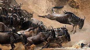brown bulls, animals, nature