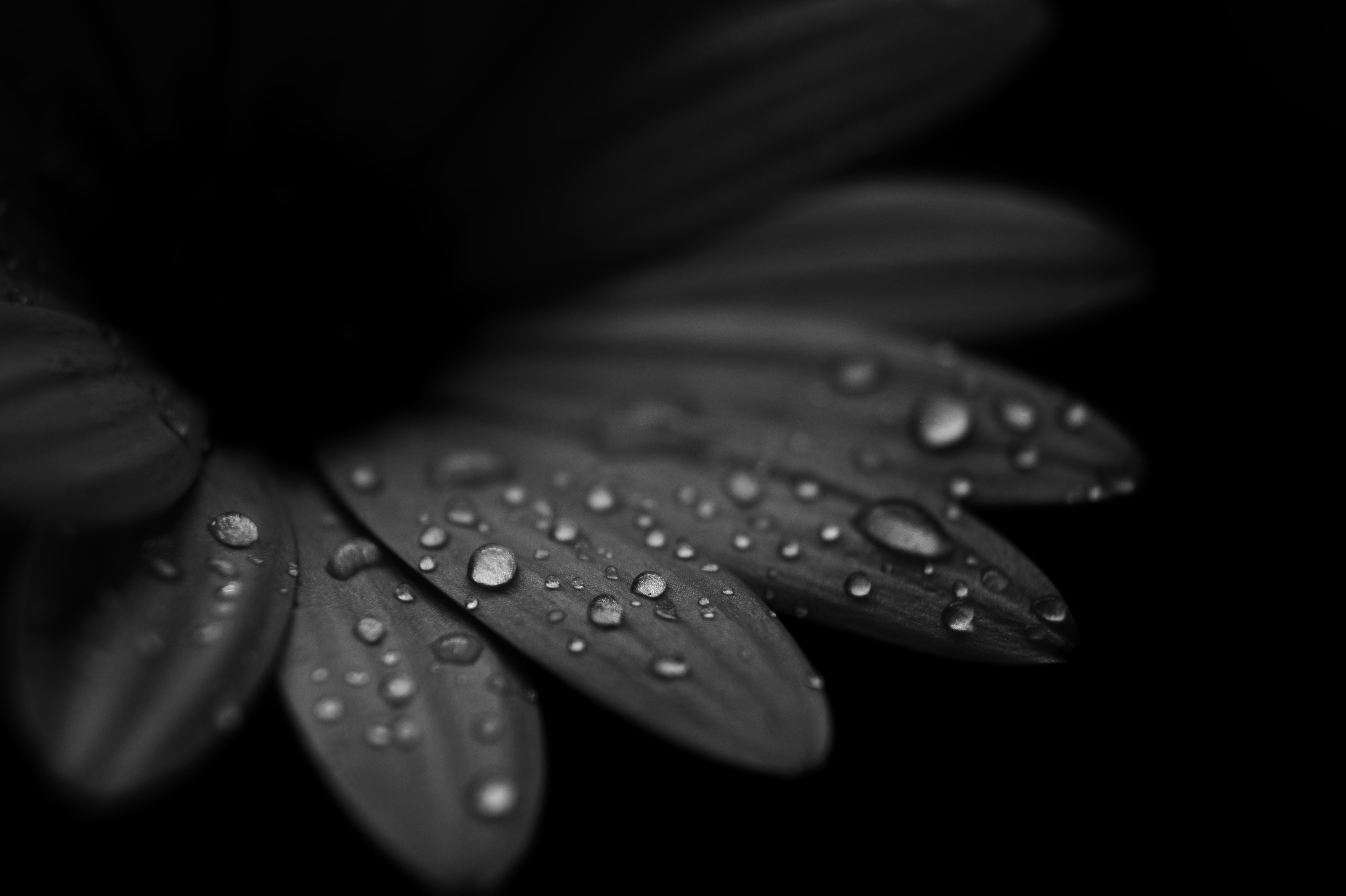 BB black leaf wallpaper by cupkovic  Download on ZEDGE  c360