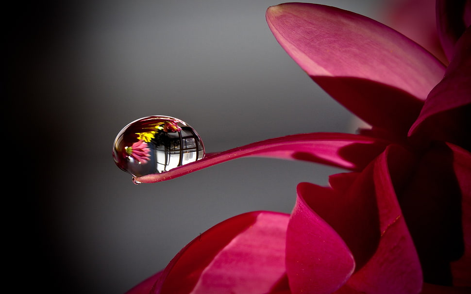 pink rose HD wallpaper
