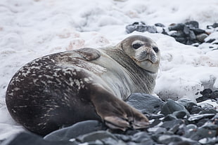 gray seal, Seal, Fat, Lying HD wallpaper