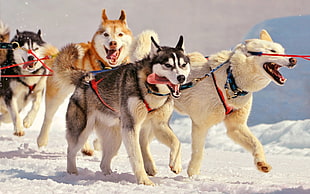 assorted Alaskan Malamute, dog, Siberian Husky  HD wallpaper