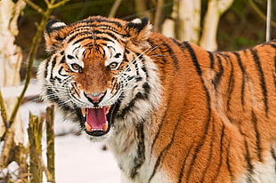 orange Bengal Tiger HD wallpaper