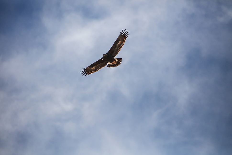 brown and white bald eagle HD wallpaper