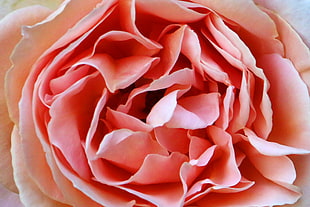 pink petaled flower, rose HD wallpaper