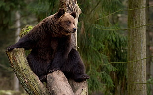 brown bear, bears, animals, trees HD wallpaper