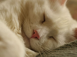 close up photography of sleeping white cat