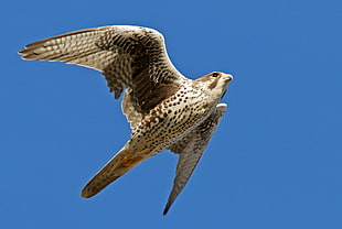 brown and white falcon