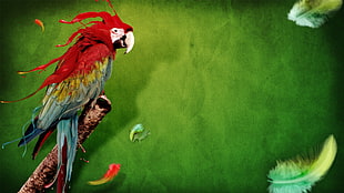 scarlet macaw painting, macaws, animals, digital art, birds