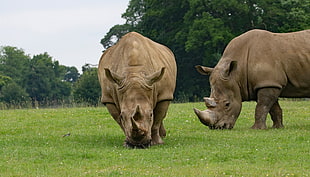 two brown Rhinoceroses grazes in green field