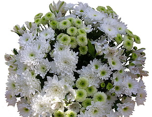 bouquet of white and green flowers