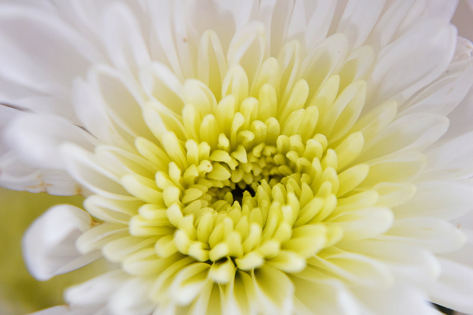 micro shot of white flower HD wallpaper