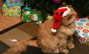 brown Persian Cat with Santa hat