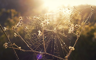 white spider web in closeup photography