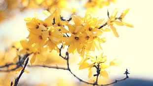 yellow flowers in shallow focus photography