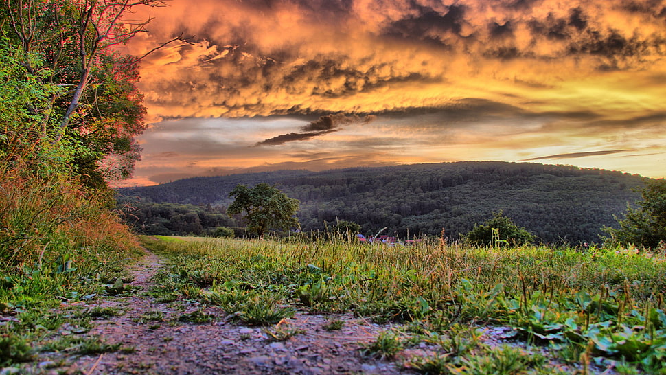 grass lawn, clouds, grass, forest, sunrise HD wallpaper