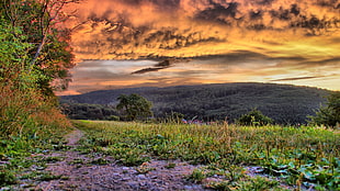 grass lawn, clouds, grass, forest, sunrise