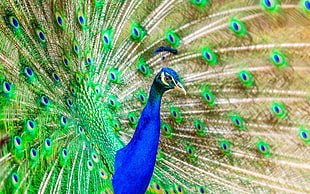 blue, green, and brown peacock