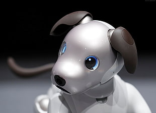 gray robot dog toy HD wallpaper