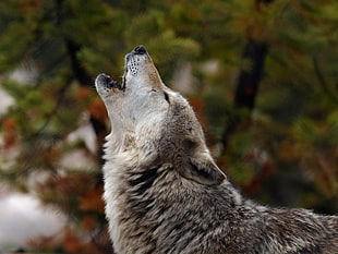 gray wolf, wolf, animals HD wallpaper