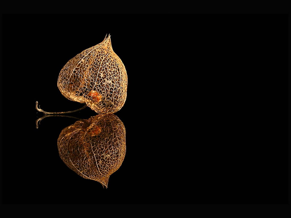 closeup photography of brown leaf HD wallpaper