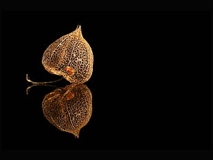 closeup photography of brown leaf