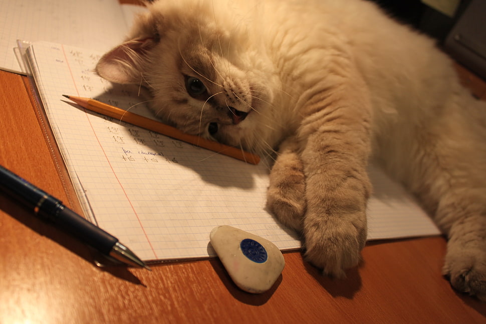 Kitty,  Fluffy,  Desk,  Down HD wallpaper