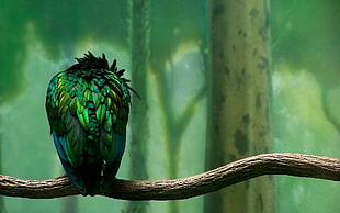 green bird, birds HD wallpaper