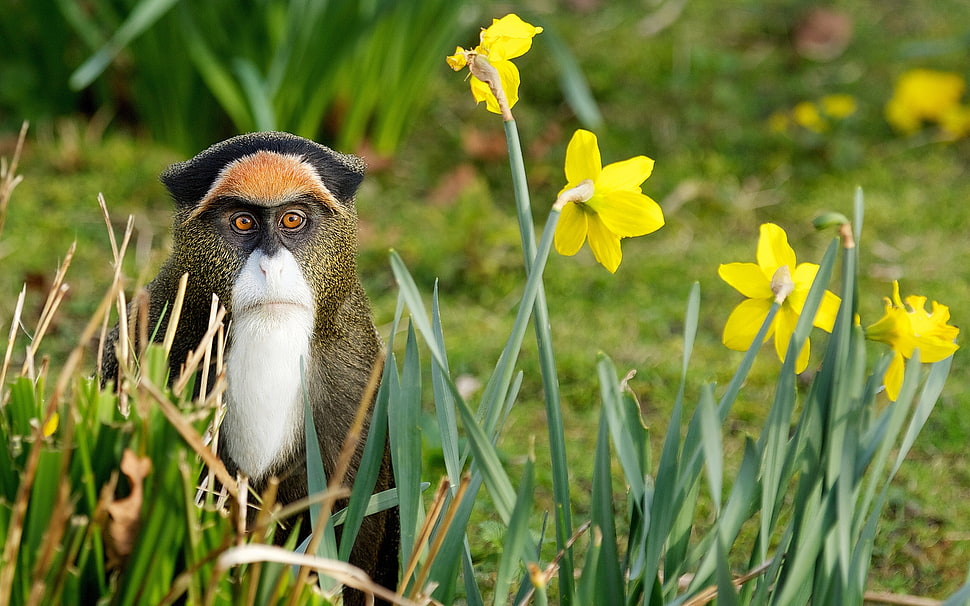 brown and white primate on green grass field HD wallpaper