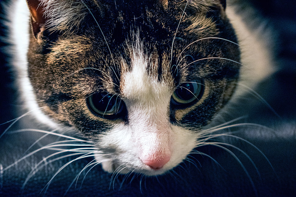brown tabby cat, Cat, Muzzle, Striped HD wallpaper