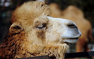 photo of Camel face
