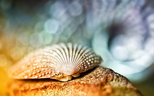 gray seashell HD wallpaper