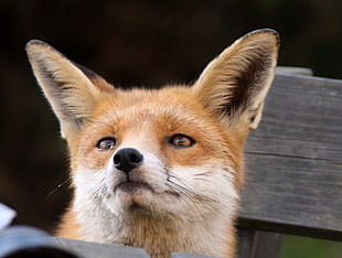close up photo of red fox