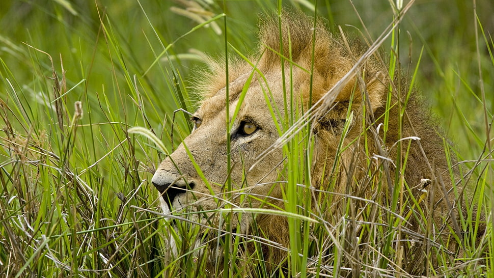 lion lying on green grass HD wallpaper